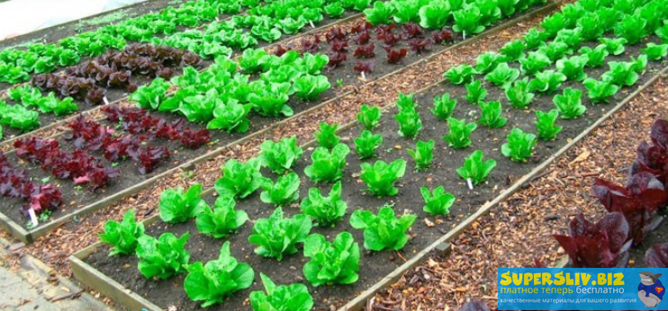 [Марина Кучеренко] Базовый курс органического земл_0.png